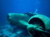 Sunken Plane, Aruba